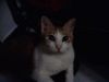 cat ��@_@