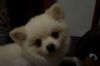 dogdog�۬�