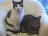 cat~�p
