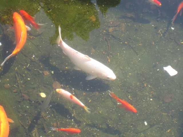 ˵