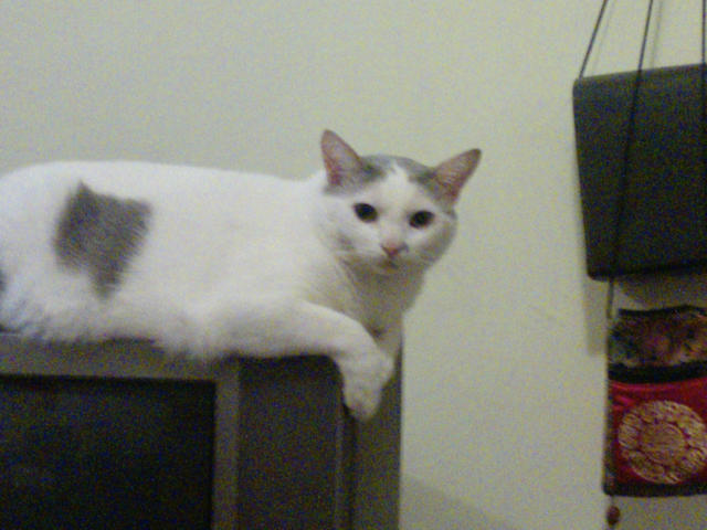 ˵