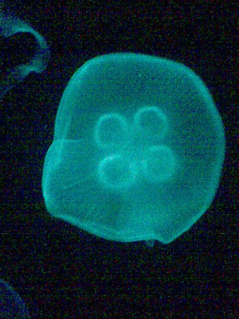 ˵