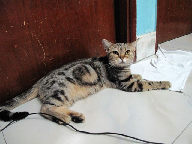 ˵
