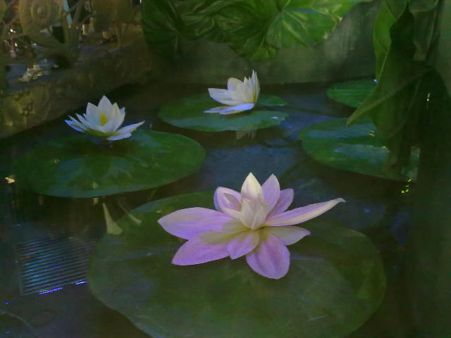 ˵