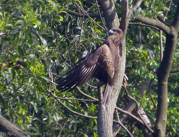 Black Kite, Hong Kong 麻鷹(黑鳶),香港