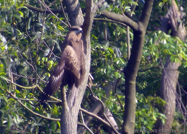 Black Kite, Hong Kong 麻鷹(黑鳶),香港