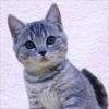 2009 Kitten