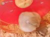 my hamster